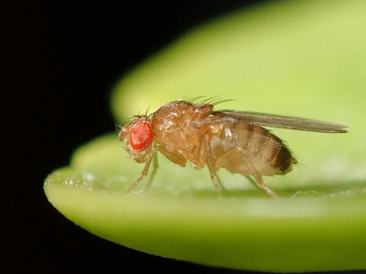 A close-up macro photograph of a small tan fruit fly standing on the edge of a bright green leaf against a dark background. Its head is turned to the left, and one large, deeply textured red compound eye faces the viewer. Fine dark bristles cover its head and thorax, and its single visible wing extends straight back along the body.